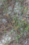 Bristly flatsedge